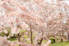 螢光花泉季二部曲登場 春夜追光正當時 梅嶺賞螢正夯