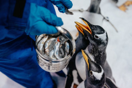 屏東海生館揭密企鵝抽血要先泡溫水澡健檢日常 人氣體驗到六月底