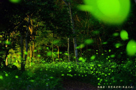 螢光點點迎初夏 惠蓀林場賞螢登場