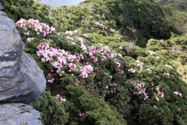 合歡山杜鵑花季開展 賞花全攻略