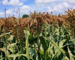 省工節水種高粱 適時適地好收益 提升雜糧產業競爭力 