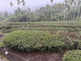 茶葉乾旱致災損 符合資格茶農儘速申請救助