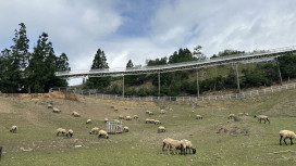 清境連假湧萬人 全新綿羊秀場與花季接力登場