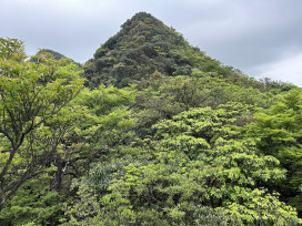 國內珍稀植物保育再添重要成果　露門山西北峰驚見「臺灣水青岡」族群