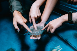 時空膠囊鯊魚蛋！一窺屏東海生館絕美罕見卵鞘奧秘