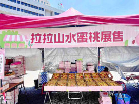 拉拉山水蜜桃盛產　桃市府把關品質與產銷嚴正駁網路滯銷價跌不實訊息