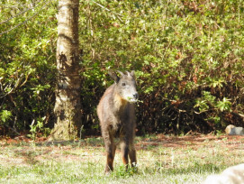 解鎖森林密碼  奧萬大動物調查班8月登場