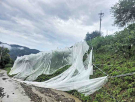 颱風重創尖石水蜜桃產區近5成！　徐欣瑩、楊文科、曾國大發起緊急認購