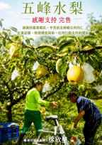 颱風搶收五峰水梨　徐欣瑩發起認購行動全數完售感謝各界應援助果農度難關