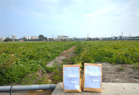 農糧署辦理田間定期監測　主動預防農作物重金屬風險