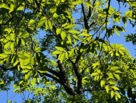 林保署新竹分署x航測及遙測分署　走進文獻空白山域發現臺灣水青岡新族群 