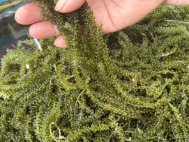 金門水試所養殖海葡萄收穫有成 即日登記販售