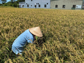 農糧署「稻米生產安全管理機制」：以四道防線守護食米安全