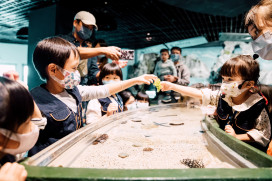 屏東海生館鳳頭海鸚鵡寶寶下水學游泳 國慶推迷你解說員親子營