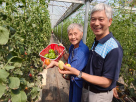 採番茄品果香！中彰榮家帶長輩秋日漫遊樂活