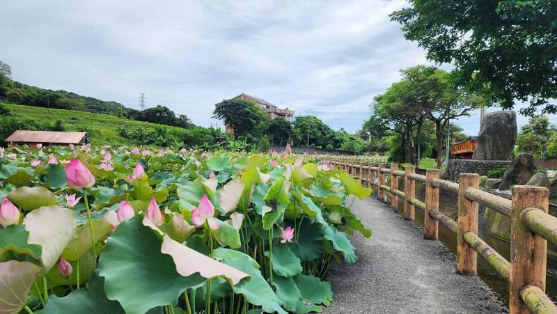 連假荷處遊 新北農村報你知