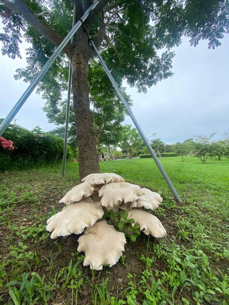 梅雨促生機 山上花園水道博館巨無霸金福菇再現