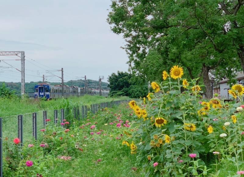 暑假畢業季來這 隆田Cha Cha火車花道打卡火熱景點