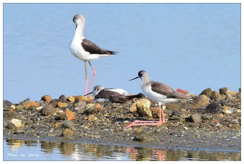 2023雲嘉南．鳥．人文  帶動賞鳥觀光新浪潮