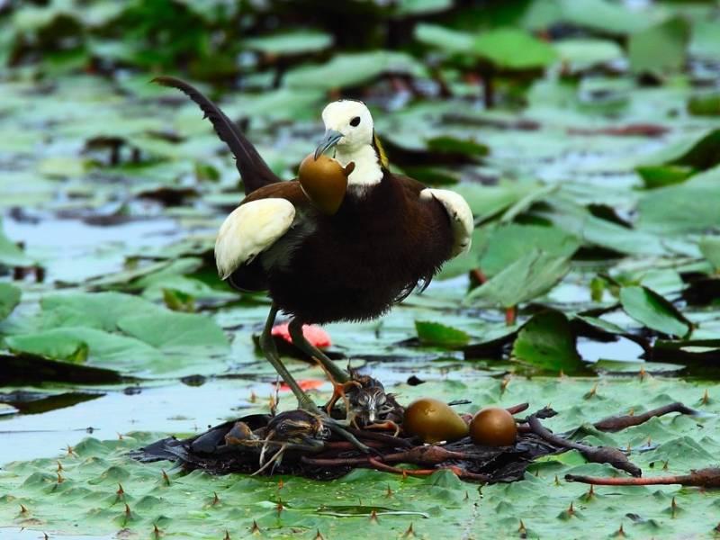 讓水雉鳥繁殖數量穩定成長 南市持續推動友善耕作