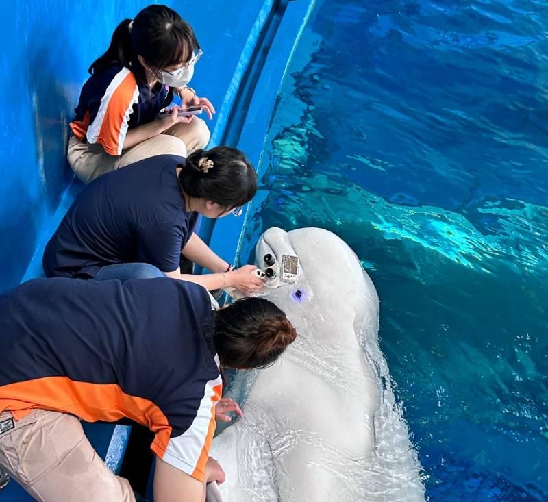 解密重量級生物眼睛健康檢查 屏東海生館守護靈魂之窗