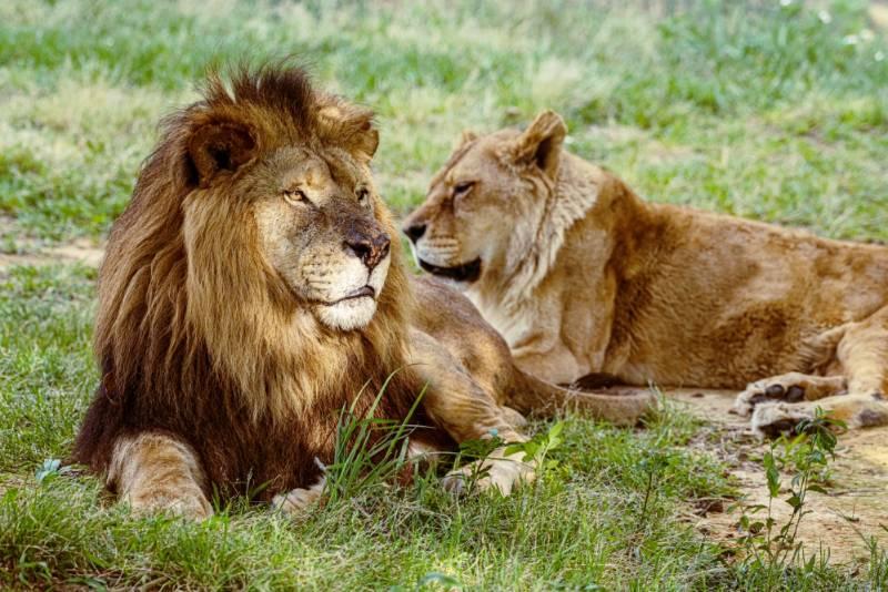 接軌國際動物園獸醫學界　國內首家私立動物園六福村獲國際肯定