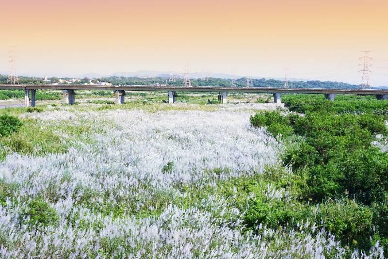 《魚頭君帶路》十月號  漫步菱角田梗間 感受水雉與在地共好的日常