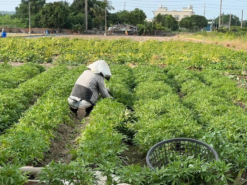 小犬颱風接近 高市農業局籲農民加強防範及注意搶收安全