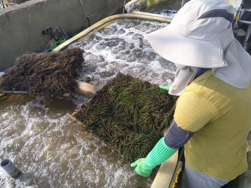 國海院與農業部水產試驗所共同合作成功培育本土大型海藻