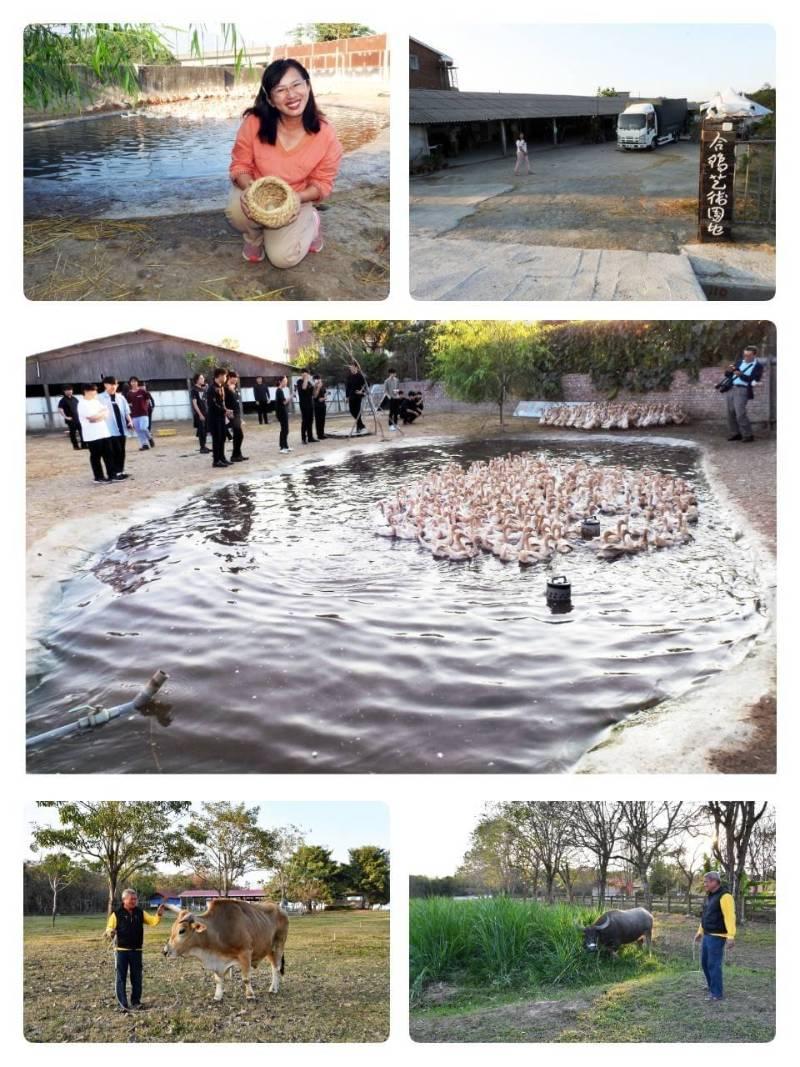 老鴨養老院老牛的家雙亮點 合鴨藝術園地臺南新秘境