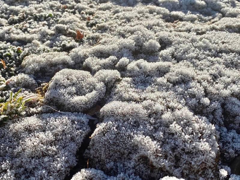 玉山北峰植物結霜 成雪白世界！