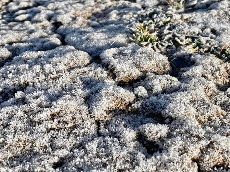 玉山北峰植物結霜 成雪白世界！