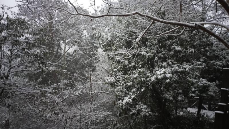 入冬後最強冷氣團　拉拉山國家森林遊樂區若遇降雪將管制車輛進入