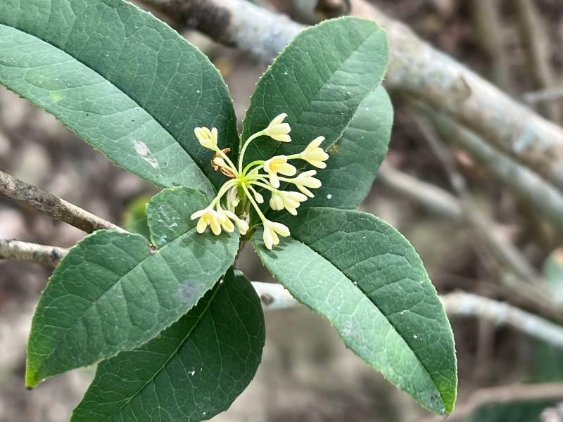 虎頭埤柳樹桂花巷 花開傳香迎嘉賓