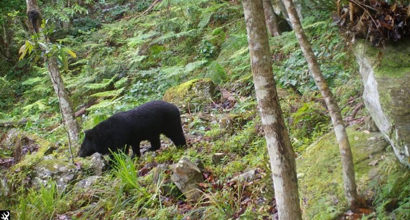 玉管處與野灣野生動物保育協會簽署「臺灣黑熊救傷合作備忘錄」