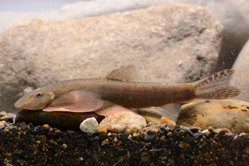 玉山園區發現臺灣特有新種淡水魚類 玉山間爬岩鰍