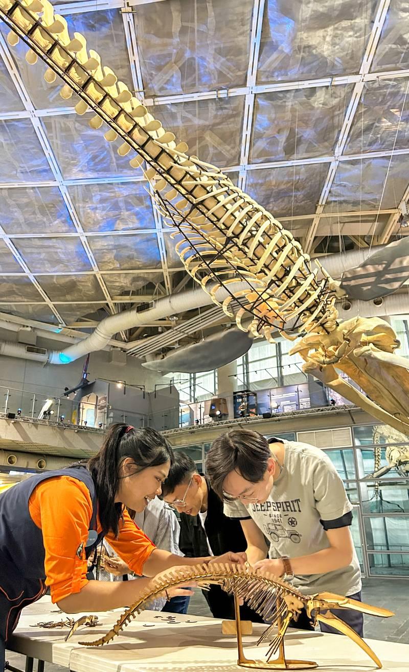 屏東海生館藍鯨骨骼展震撼登場 攜手文策院CCC追漫台 推尋鯨之旅專屬活動