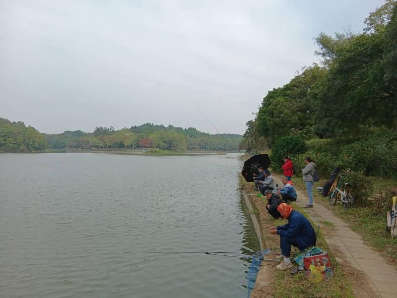 虎頭埤柳樹桂花巷 花開傳香迎嘉賓