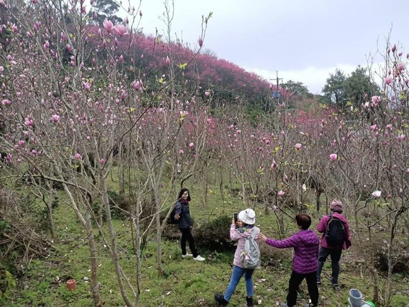 滬尾休閒農業區仙境傳說 探索木蓮花祕密花園