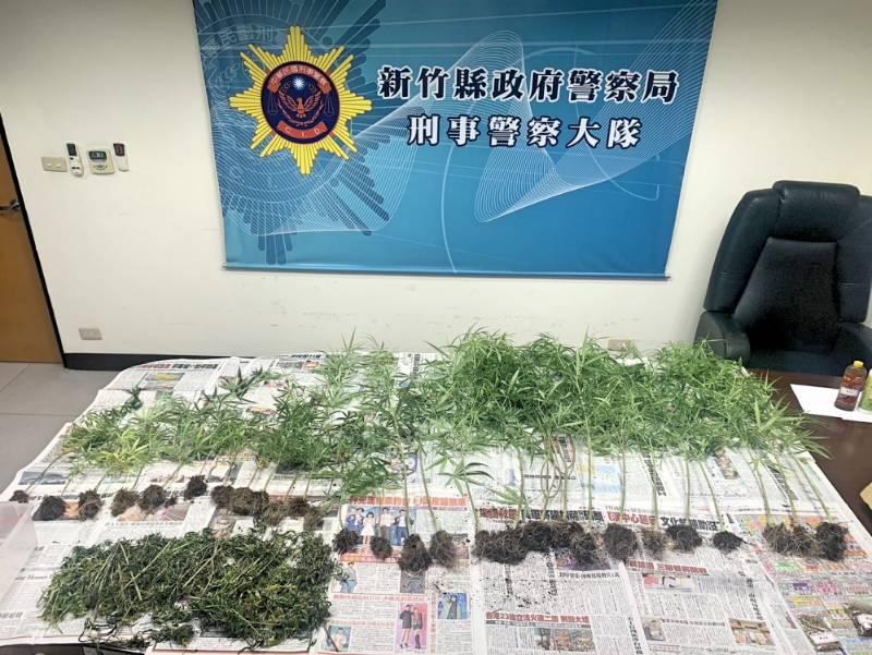 淨化社區全力掃蕩不法　竹縣警查獲大麻種植場