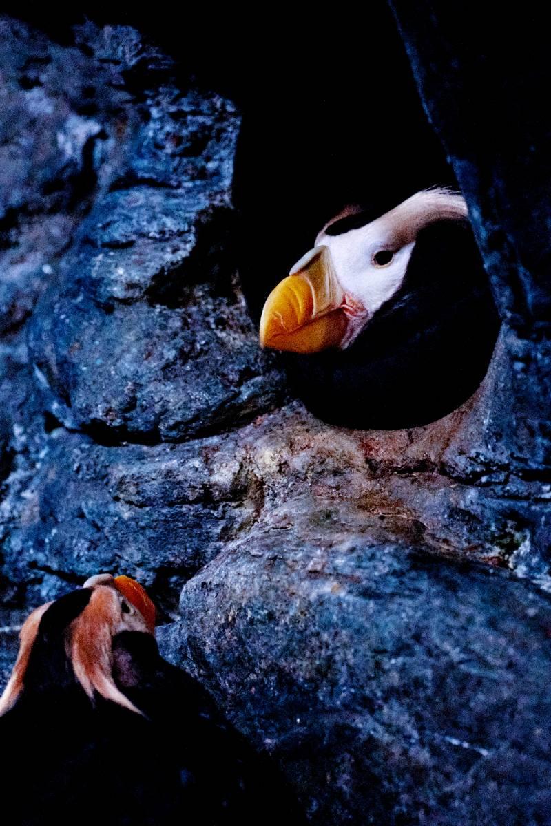 屏東海生館鳳頭海鸚鵡為即將到來愛情做準備 一生一世命定邂逅 