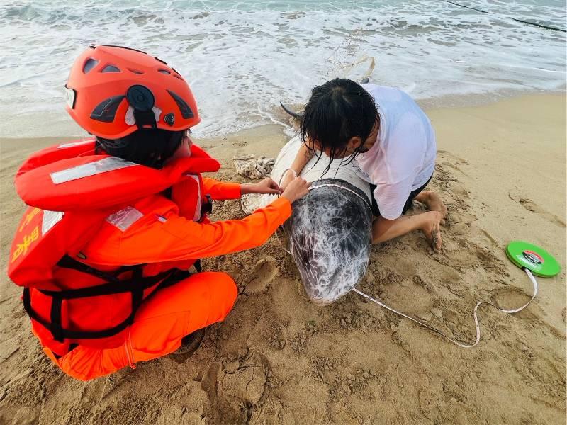 墾丁南灣驚現海豚擱淺 海巡消緊急救援