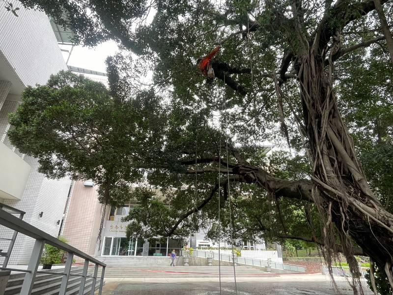 臺南公園多珍貴老樹 工務局邀市民齊守護老樹