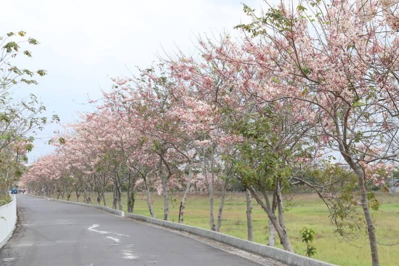 中華醫大仁德滯洪池花旗木盛開 清明連假賞花來這