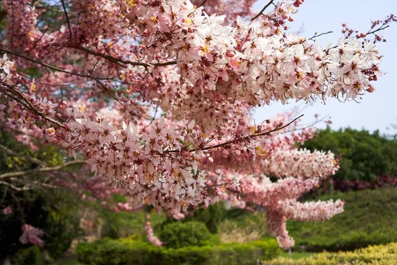 尖山埤桃紅陣雨樹花盛開 推「金獎刮刮樂」賞花拿豪禮