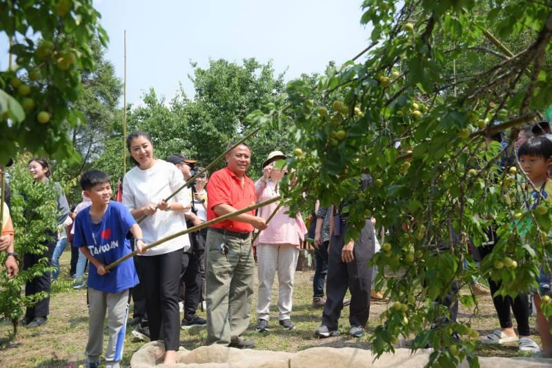 梅子節國姓梅香秘境採梅去 敲梅、野餐趣