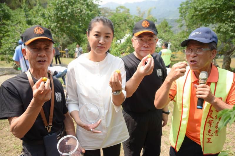 梅子節國姓梅香秘境採梅去 敲梅、野餐趣