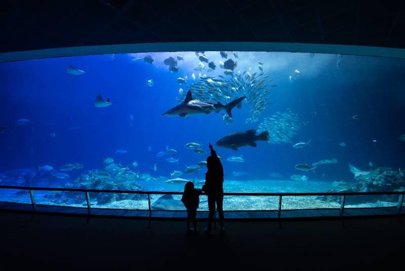 與媽咪相約久違湛藍之旅 屏東海生館推母親節海洋卡優惠 看企鵝萌樣 遨游鯨之國