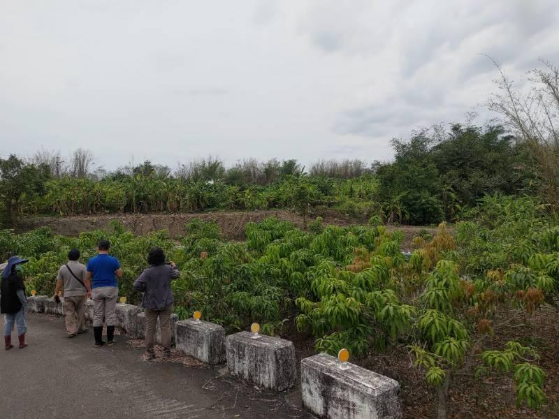 高雄市改良種芒果及茂林區本地種芒果  農損救助即日起受理