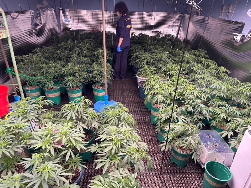 苓雅分局落實掃毒工作  一舉破獲大麻百株植栽場